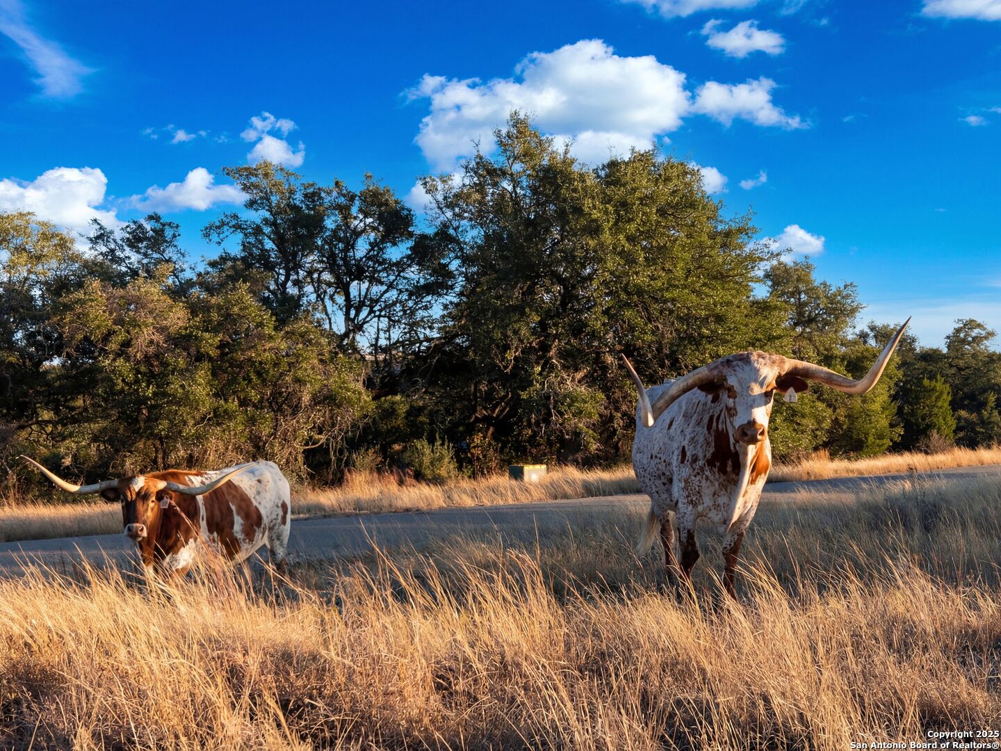 577 Cattle Creek Road Johnson City, TX 78636 - Photo 39 of 68