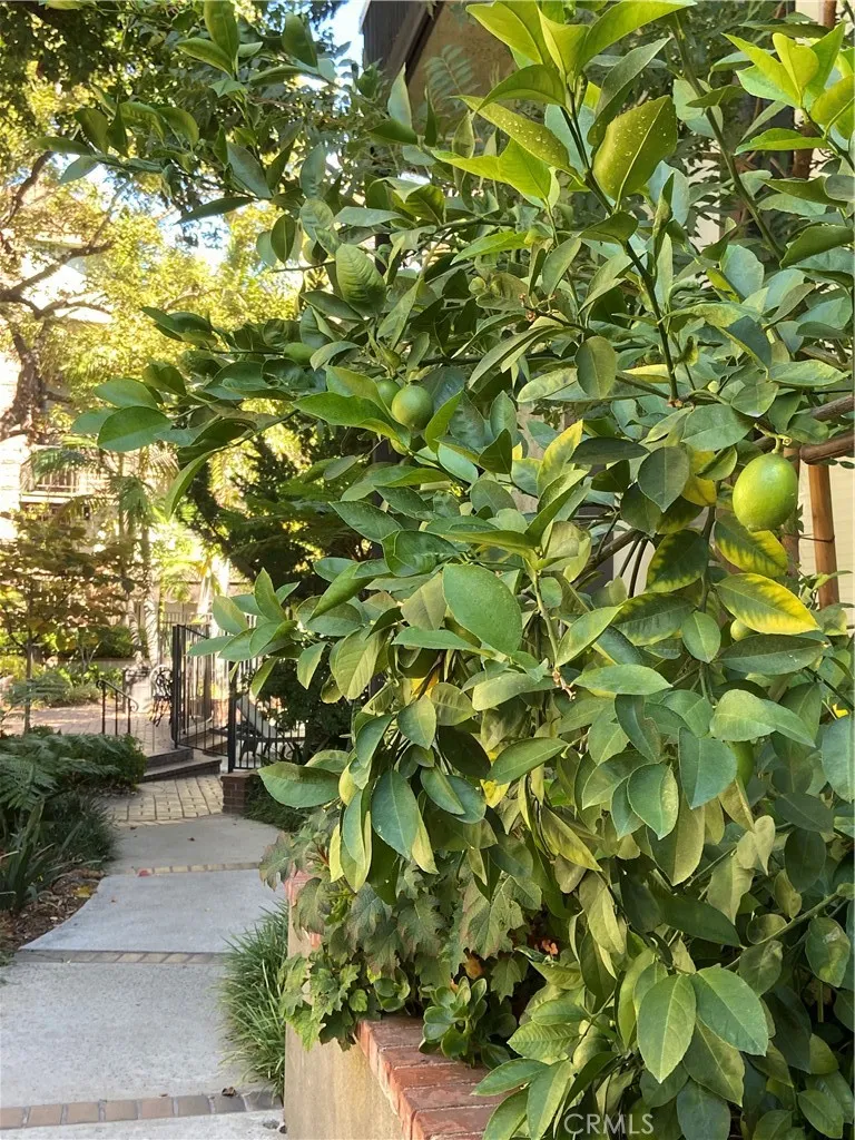 330 Cordova Street, Unit 261 Pasadena, CA 91101 - Photo 41 of 42 a backyard of a house with lots of green space