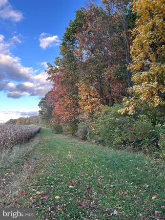 a view of a bunch of trees