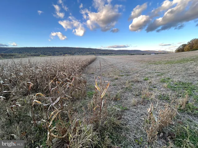 a view of a yard with an trees