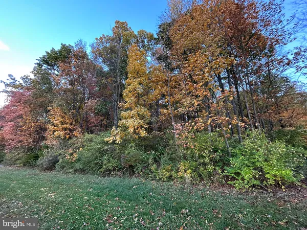 a view of a tree in a yard
