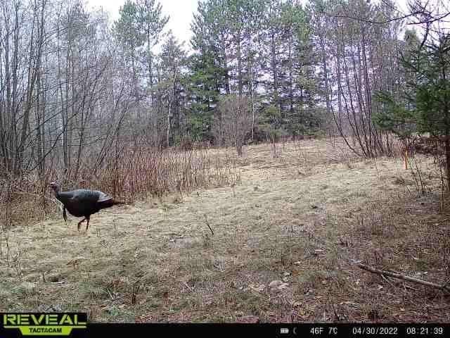 On Holy Cross Road Phillips, WI 54555 - Photo 17 of 20 Gallery Image 17