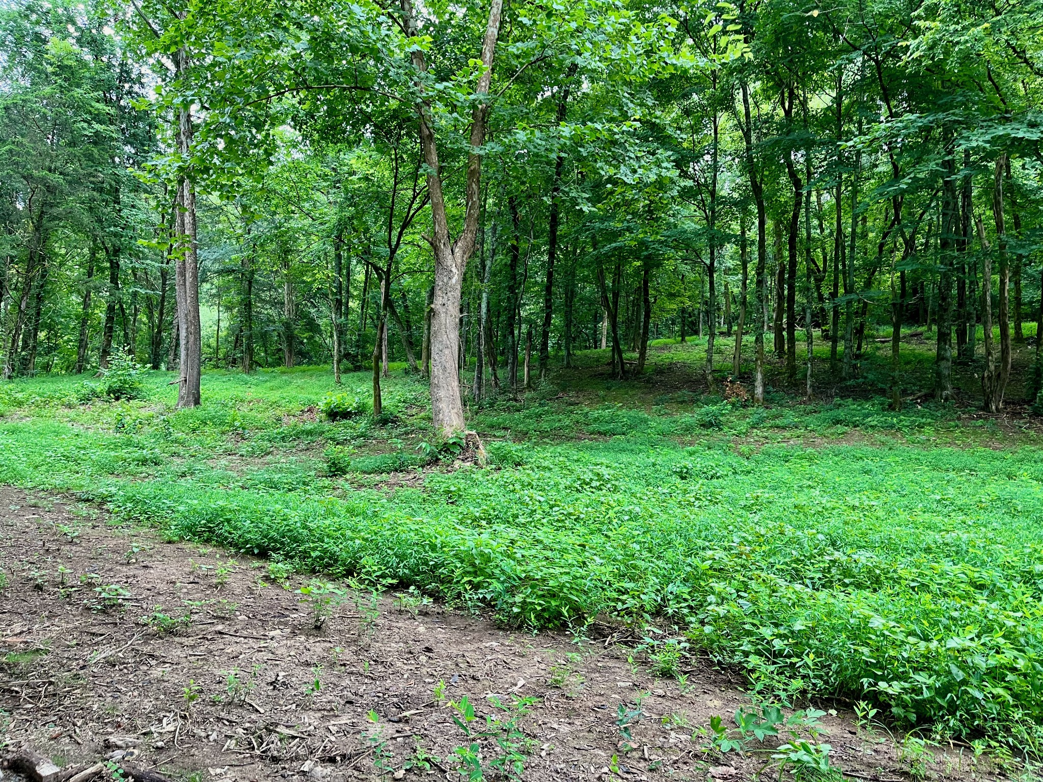135 Dillehay Hollow Road Pleasant Shade, TN 37145 - Photo 42 of 47