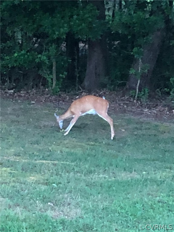 4325 Worsham Road Powhatan, VA 23139 - Photo 36 of 42 Wildlife abounds!