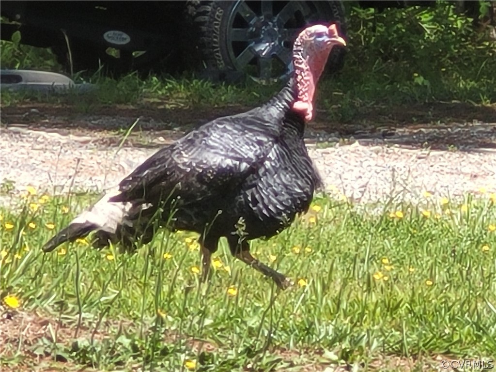 4325 Worsham Road Powhatan, VA 23139 - Photo 37 of 42 Just one of the neighbors passing by!
