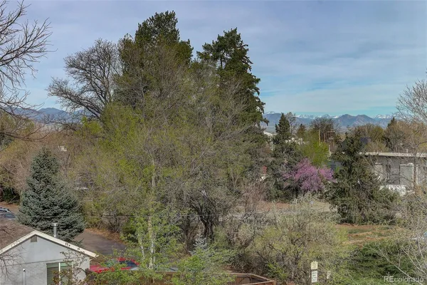 a view of a lot of trees and bushes
