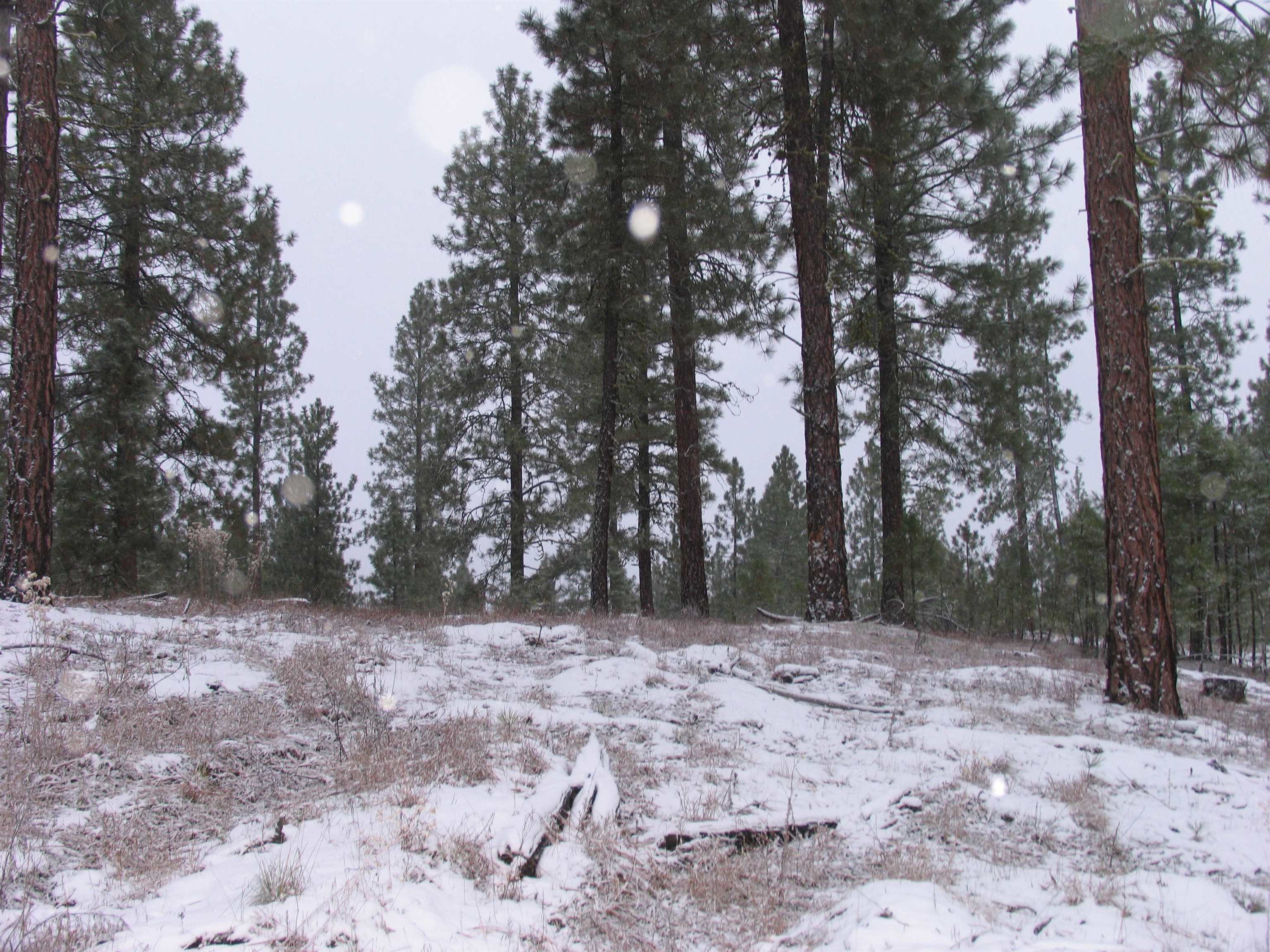 0 Eagle River Way Rice, WA 99167 - Photo 8 of 20