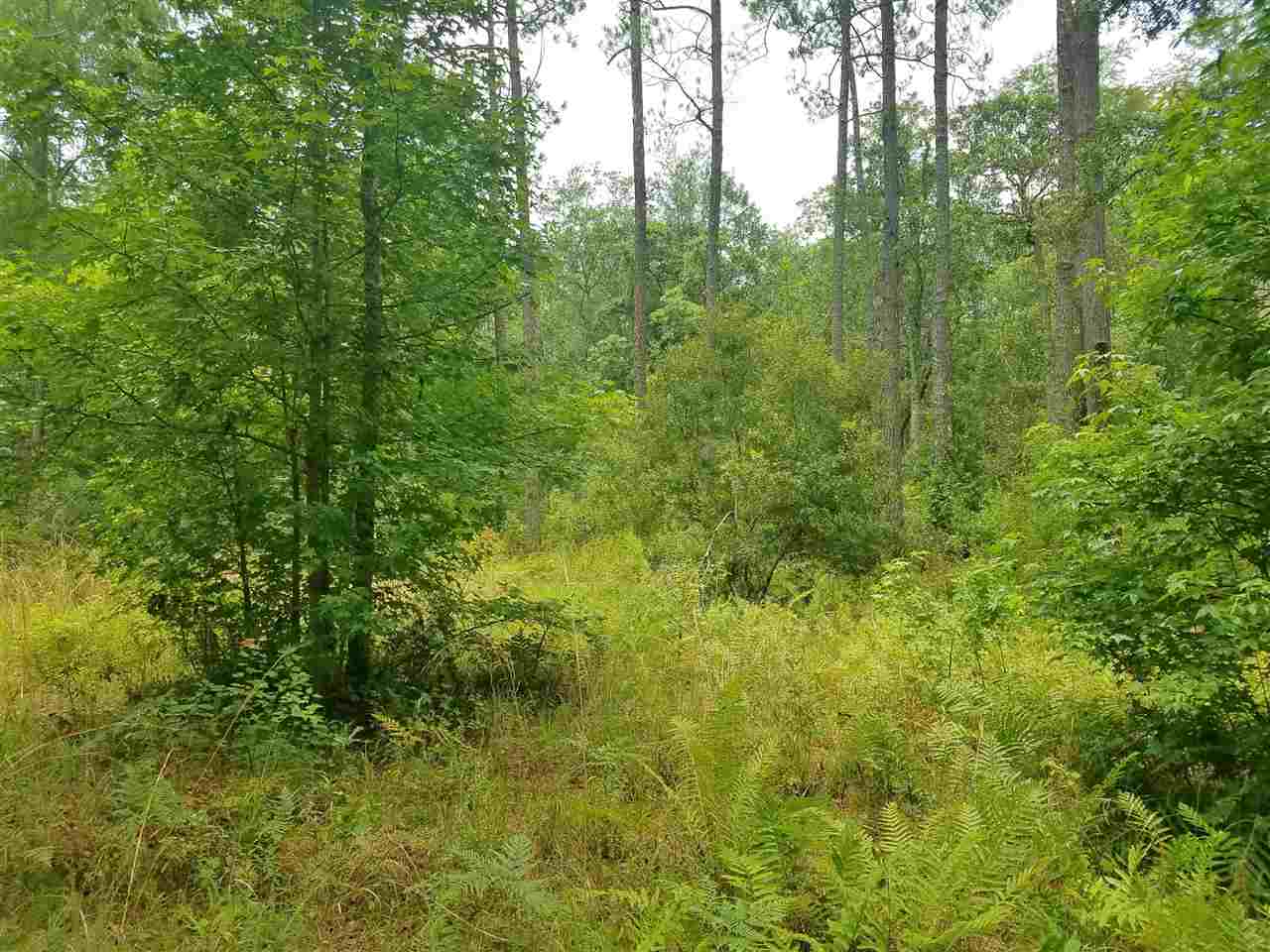 Vacant Southwest Vacant Sw Kramer Road Madison, FL 32340 - Photo 8 of 36 Gallery Image 8