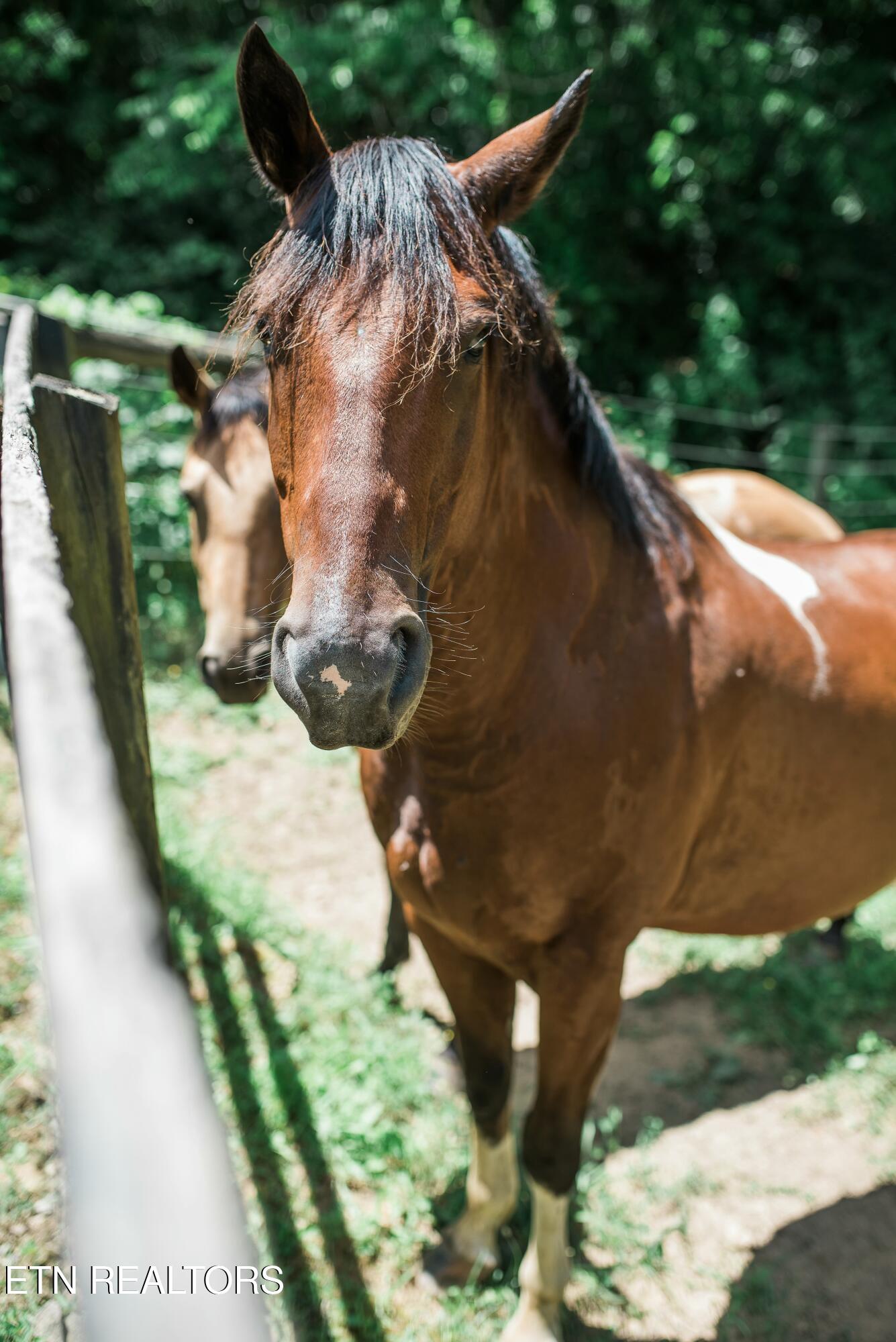 733 McCubbins Road Knoxville, TN 37924 - Photo 57 of 58 tempImageZTIUWn