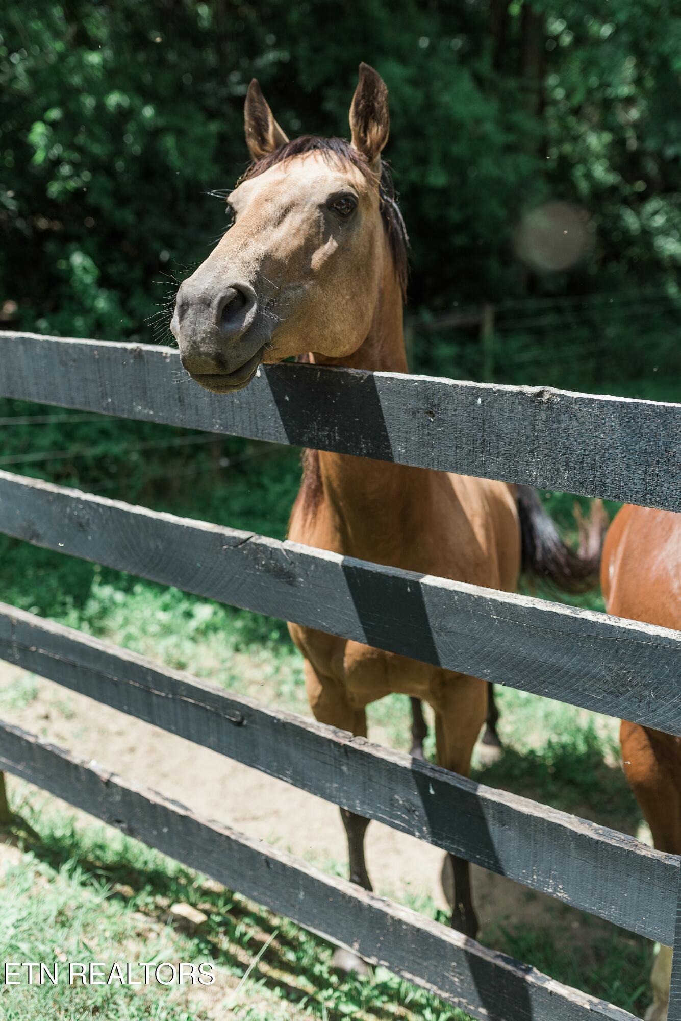 733 McCubbins Road Knoxville, TN 37924 - Photo 58 of 58 tempImagejQYDKY