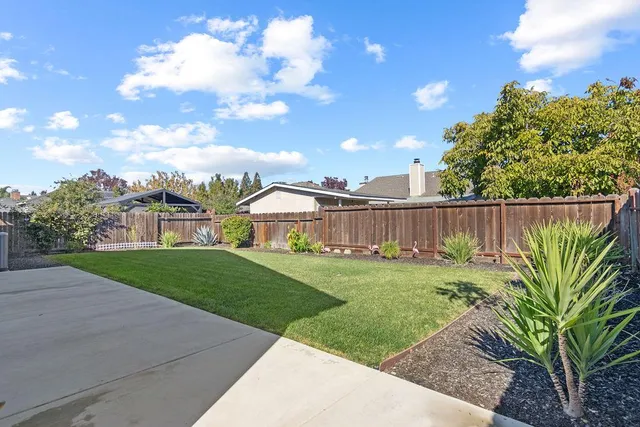 a view of a garden with plants and large trees