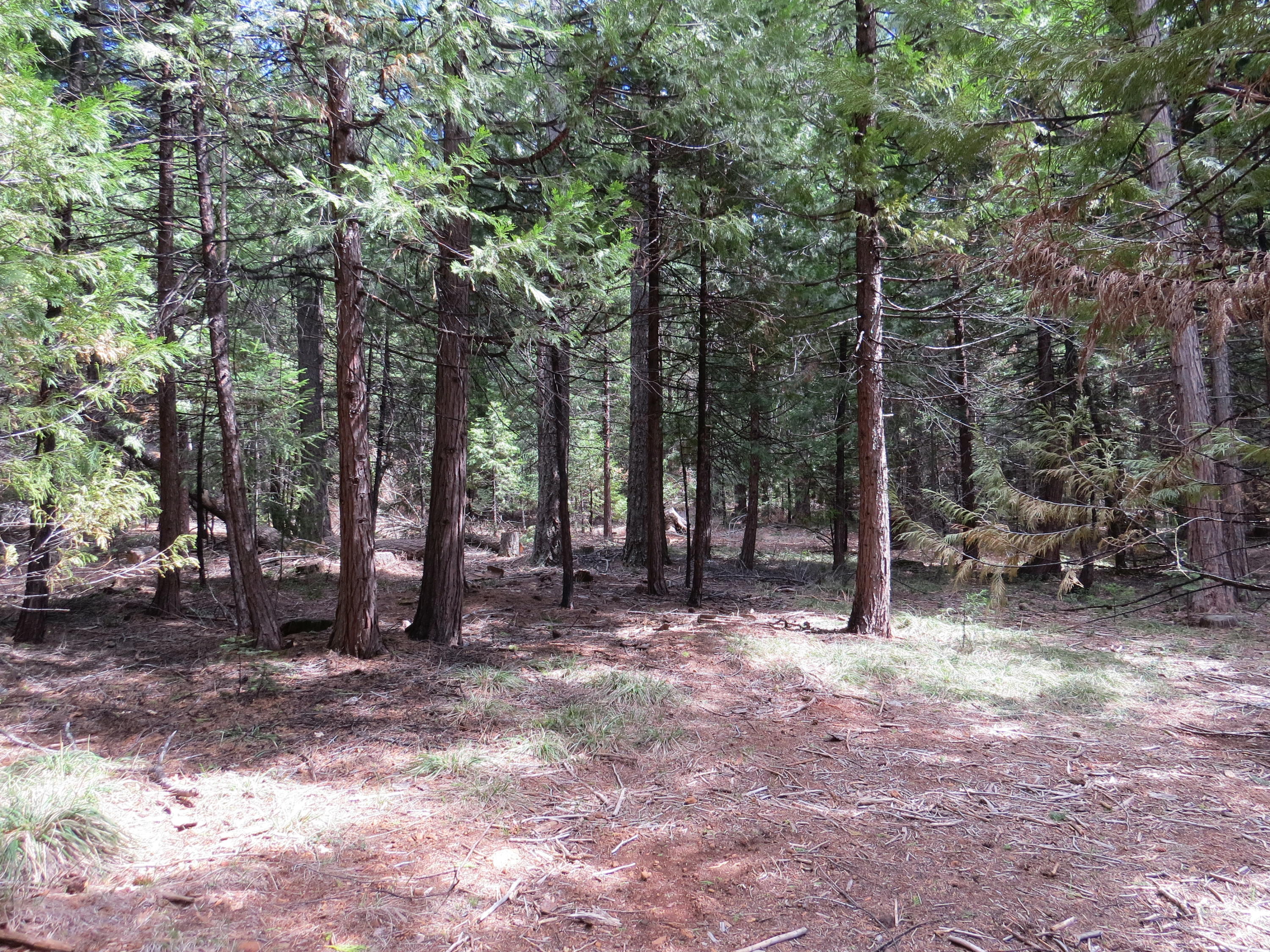 Lot #7 Trail Blazer Road Shingletown, CA 96088 - Photo 3 of 5 IMG_1504