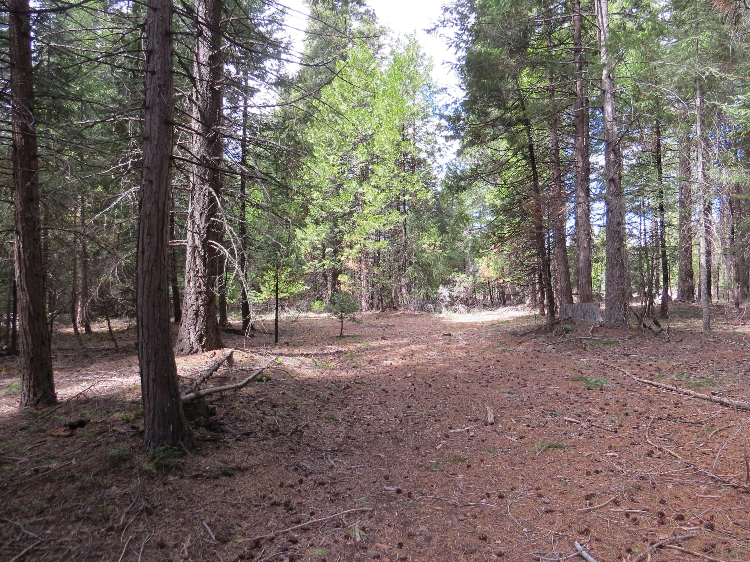 Lot #7 Trail Blazer Road Shingletown, CA 96088 - Photo 4 of 5 IMG_1506