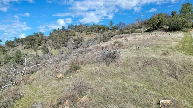 a view of a dry yard with trees