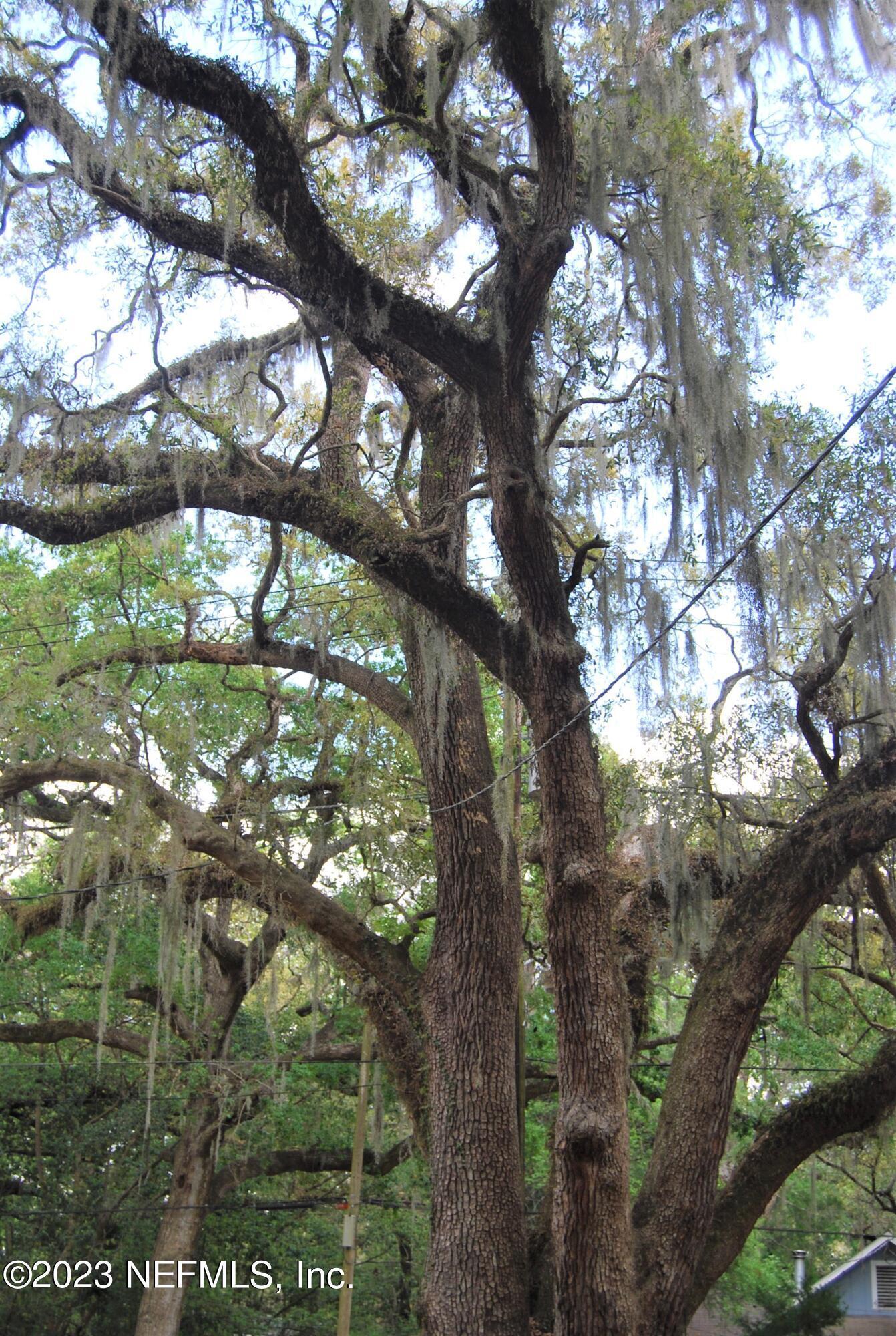 2730 Apache Avenue Jacksonville, FL 32210 - Photo 16 of 17 Towering Oak at front of property
