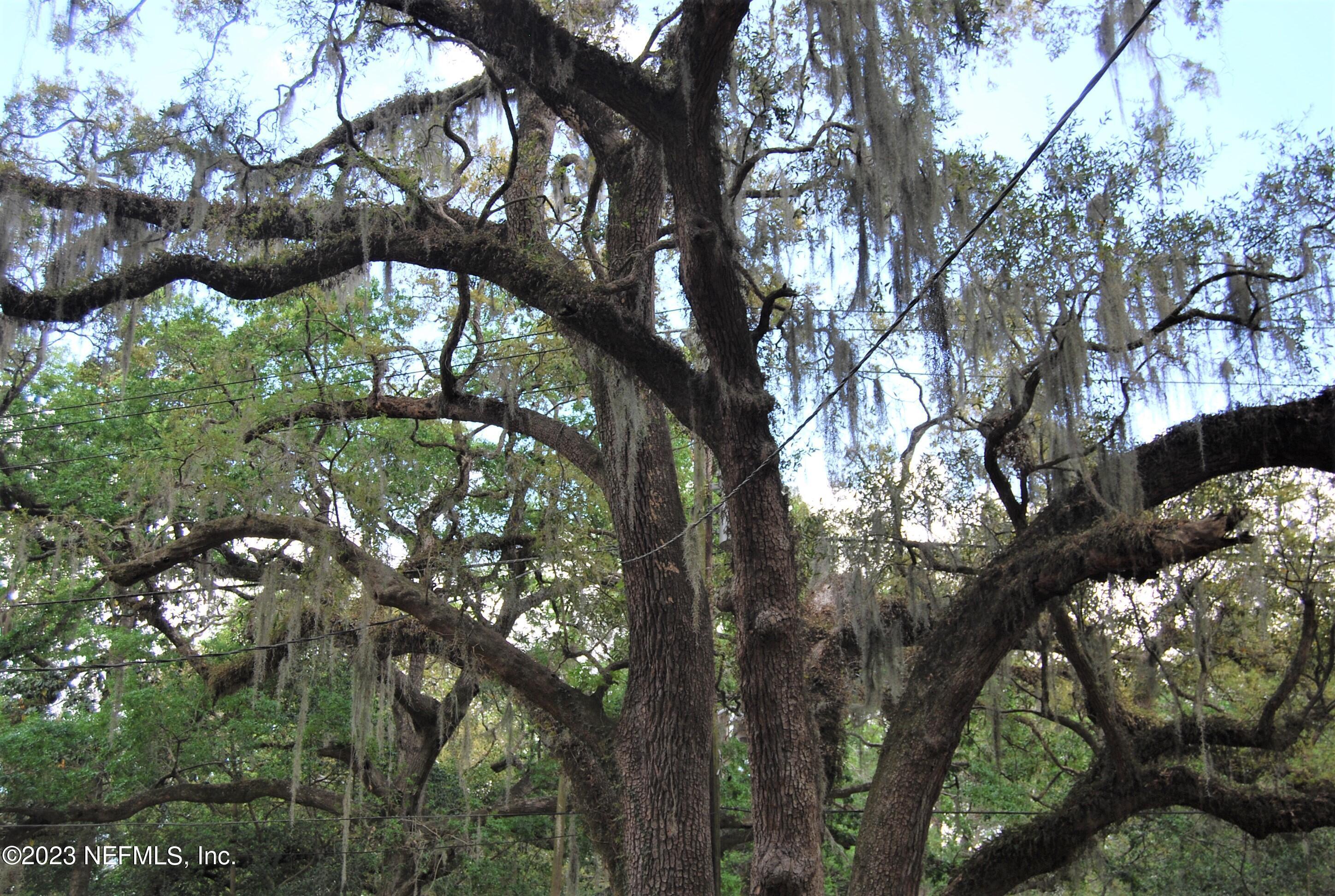 2730 Apache Avenue Jacksonville, FL 32210 - Photo 17 of 17 Beautiful Oak