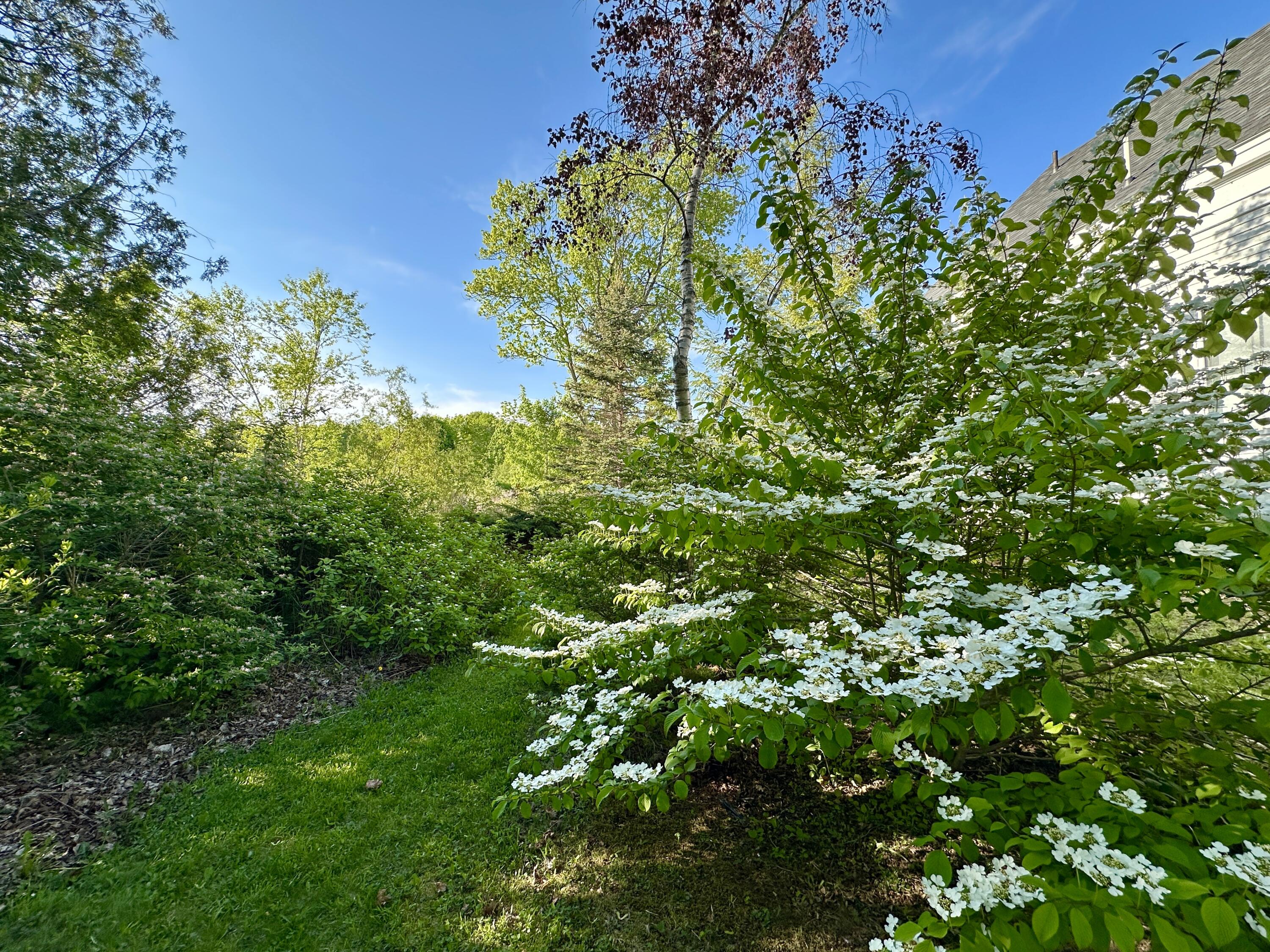 441 Main Street Thomaston, ME 04861 - Photo 84 of 103 White Dogwood