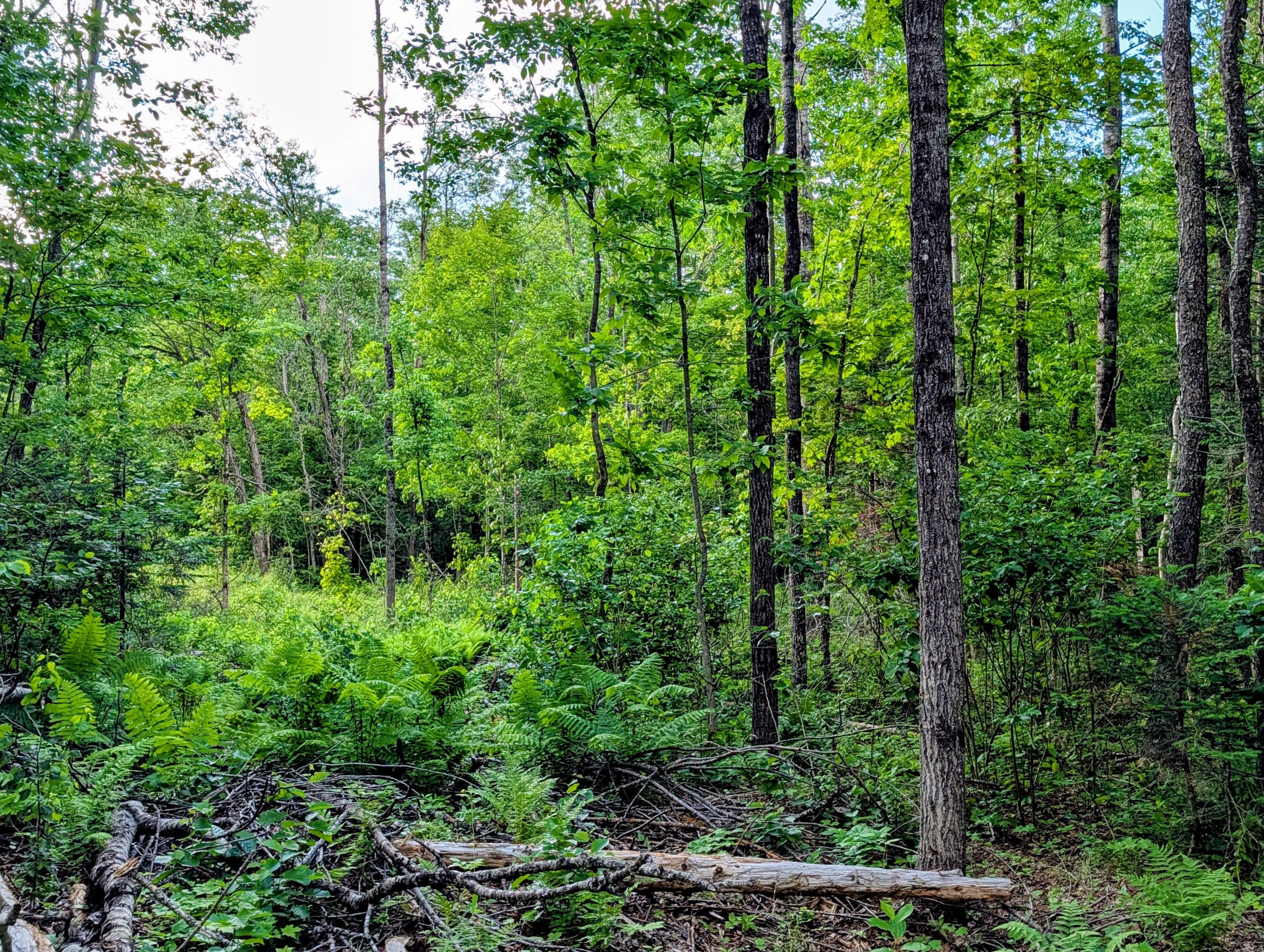 147 Calvin Gray Road Madrid Township, ME 04966 - Photo 64 of 68 147 Calvin Gray Road