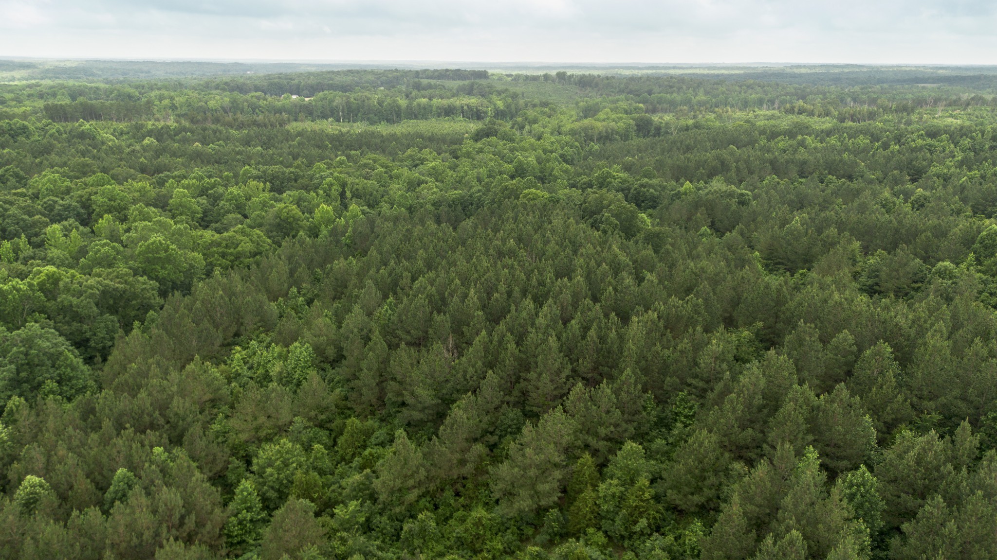 115 Baudy James Road Cedar Grove, TN 38321 - Photo 11 of 18 a view of a green field with lots of trees