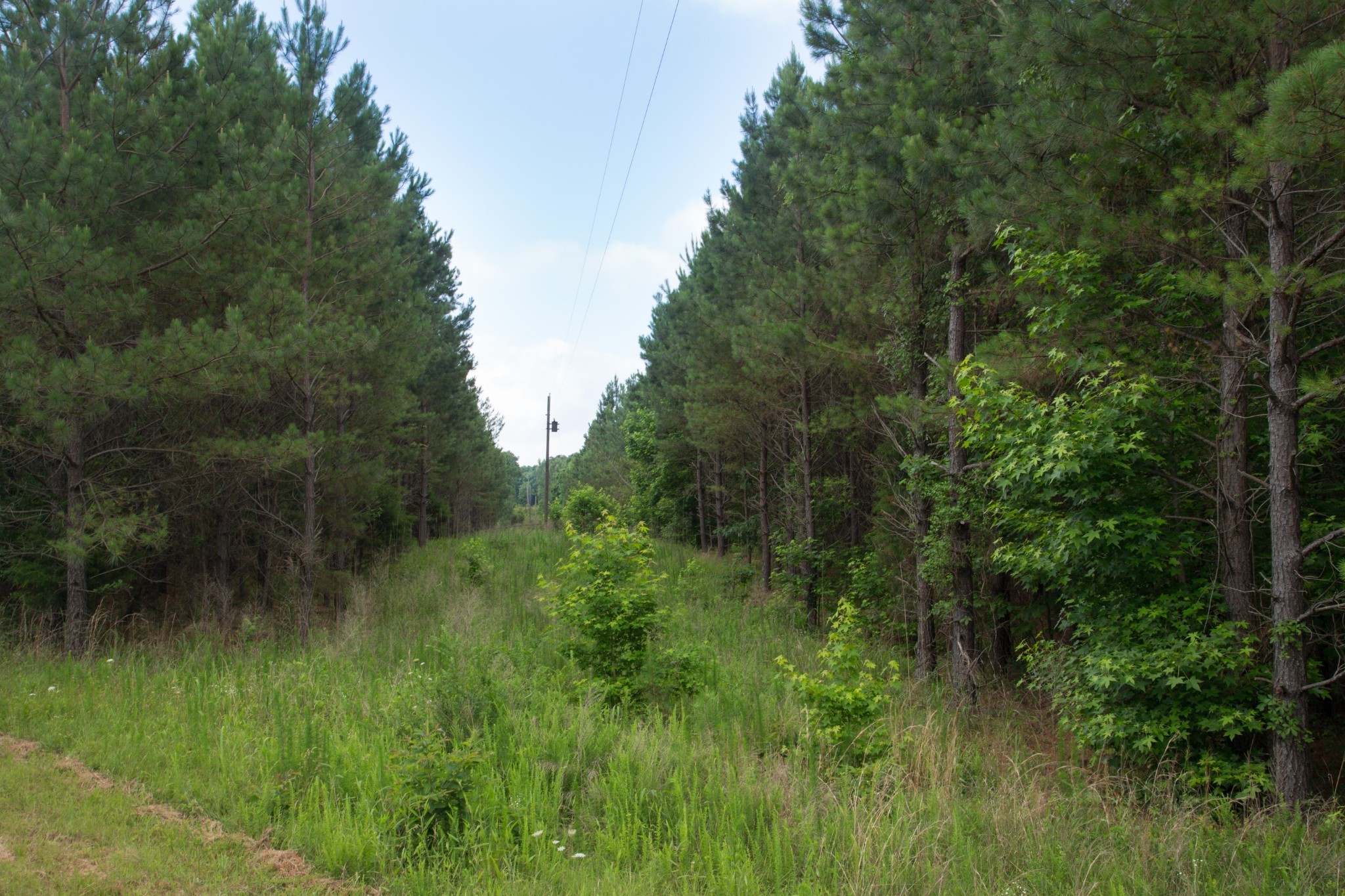 115 Baudy James Road Cedar Grove, TN 38321 - Photo 12 of 18 a view of a lush green forest with lots of trees