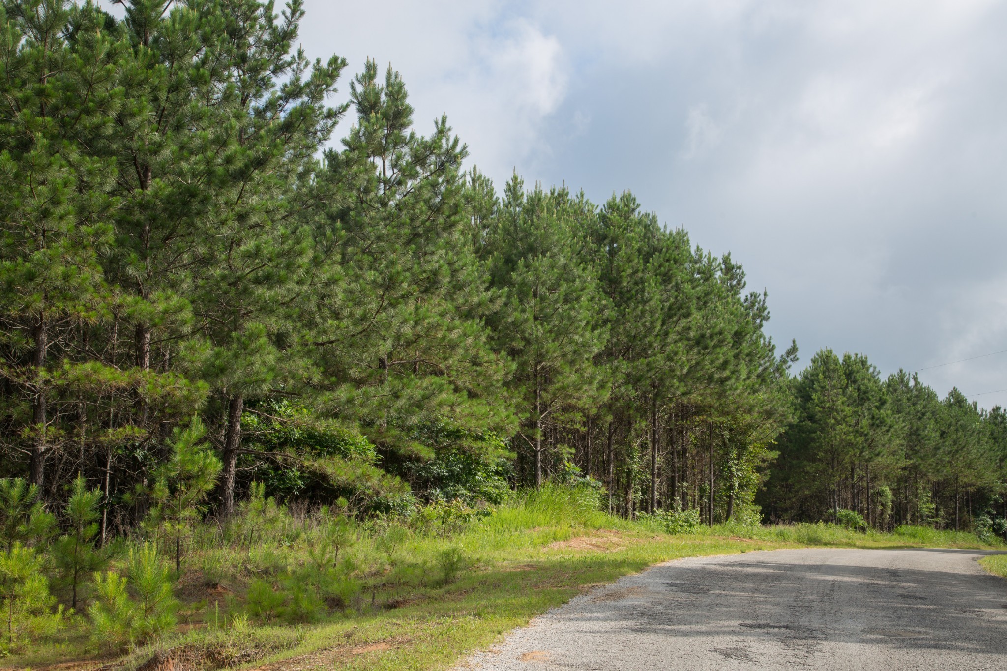 115 Baudy James Road Cedar Grove, TN 38321 - Photo 14 of 18 a view of a yard with a tree