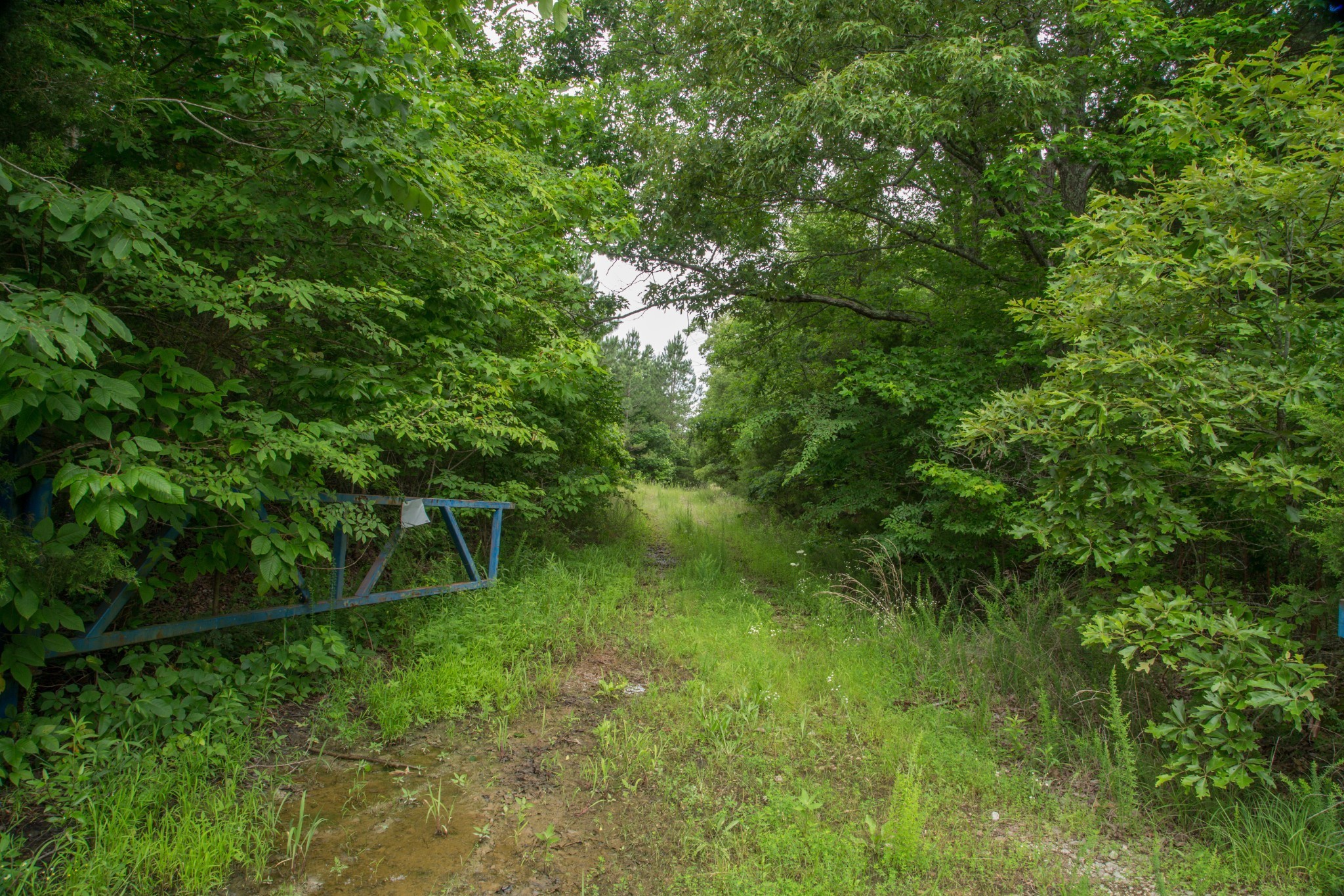 115 Baudy James Road Cedar Grove, TN 38321 - Photo 3 of 18 a lush green forest with lots of trees