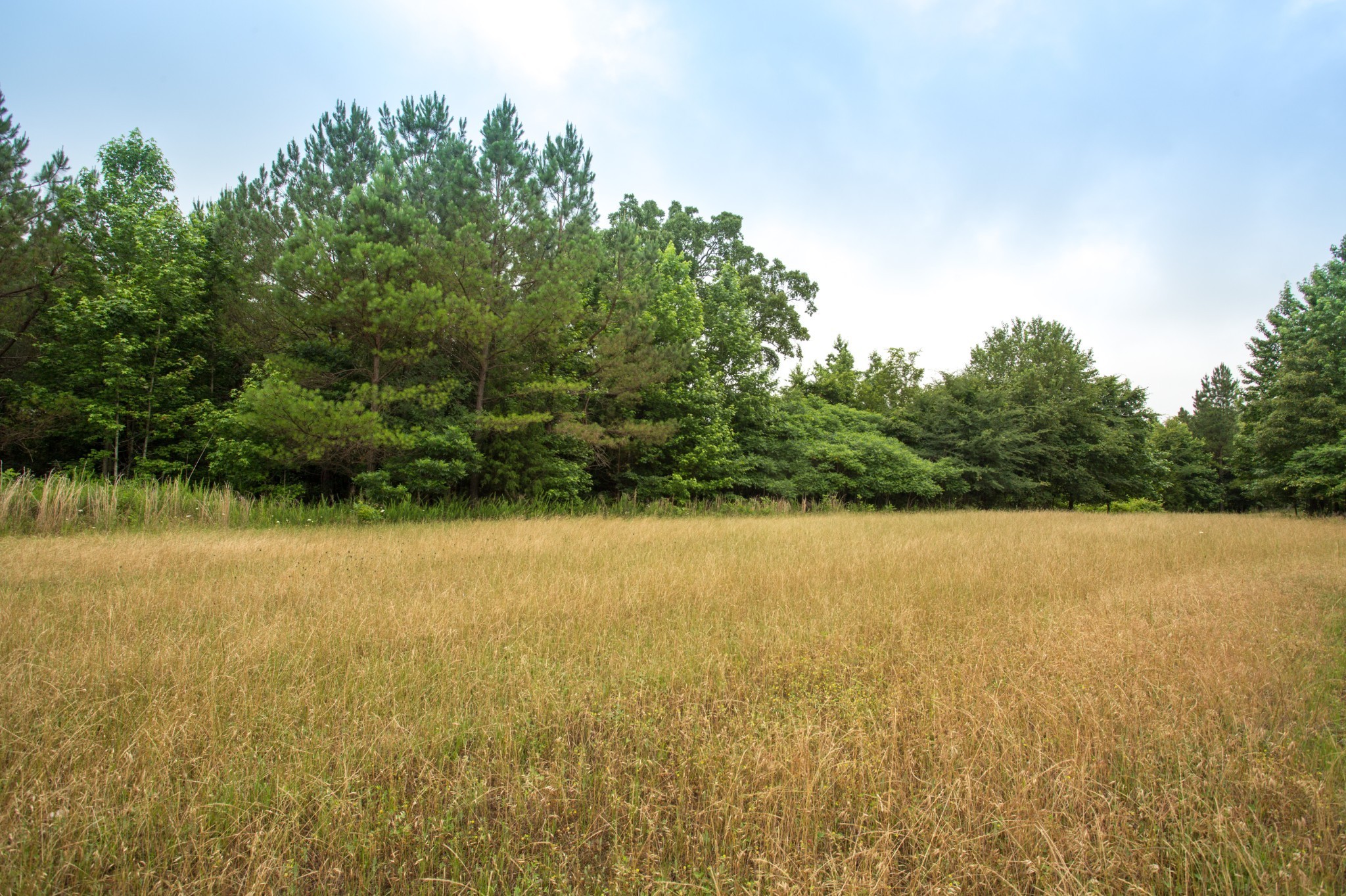 115 Baudy James Road Cedar Grove, TN 38321 - Photo 5 of 18 a view of an ocean from a yard