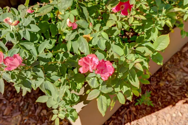 $695,000 | 306 Lone Jack Court, Unit 24, Grass Valley, CA 95945