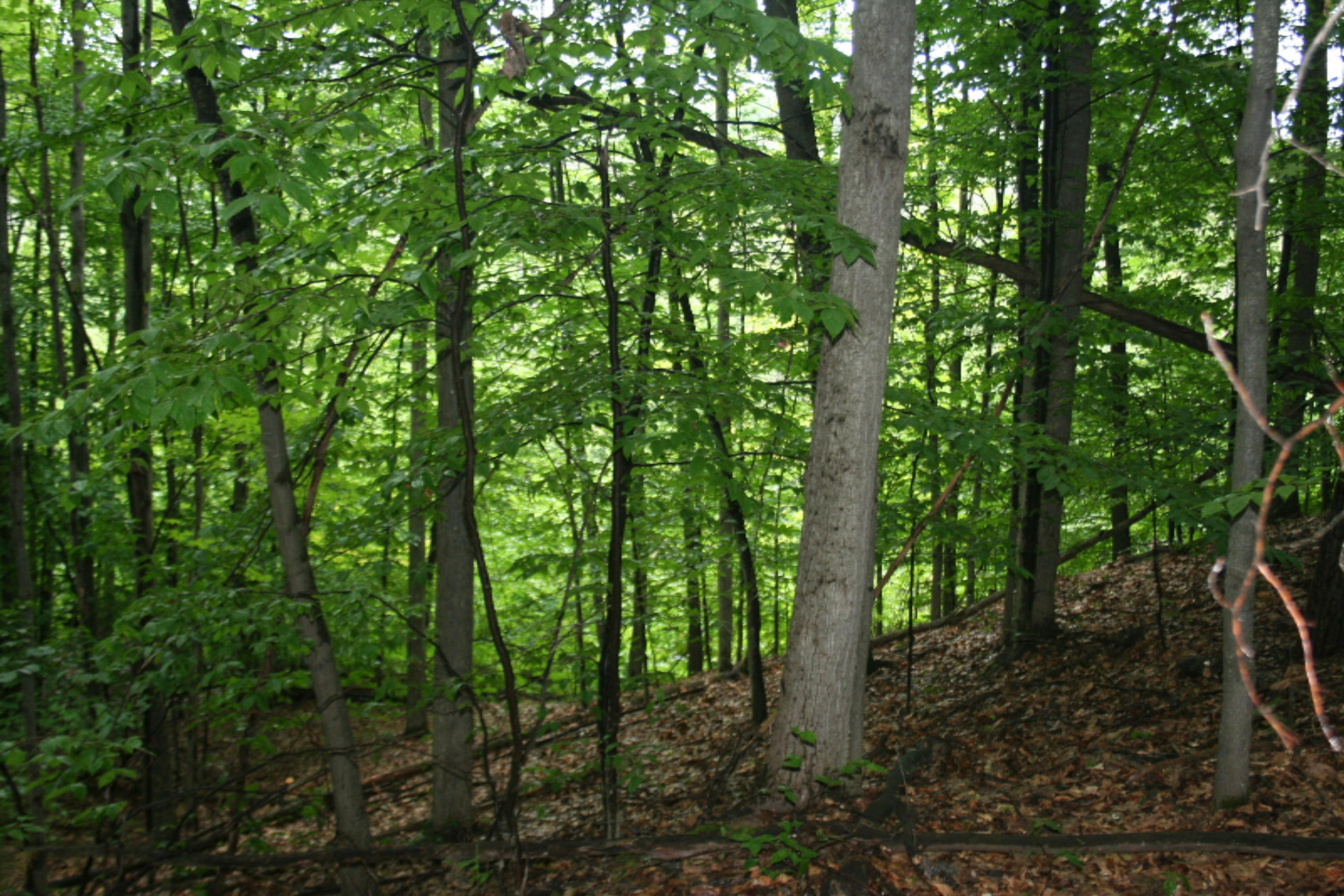 Jefferson Road Pentwater, MI 49449 - Photo 1 of 32 IMG_2388