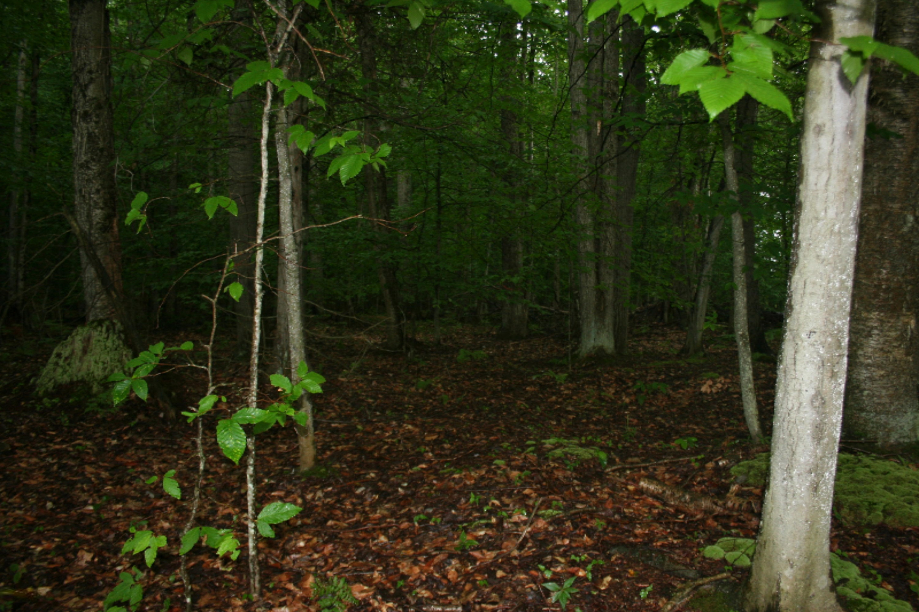 Jefferson Road Pentwater, MI 49449 - Photo 16 of 32 IMG_2399