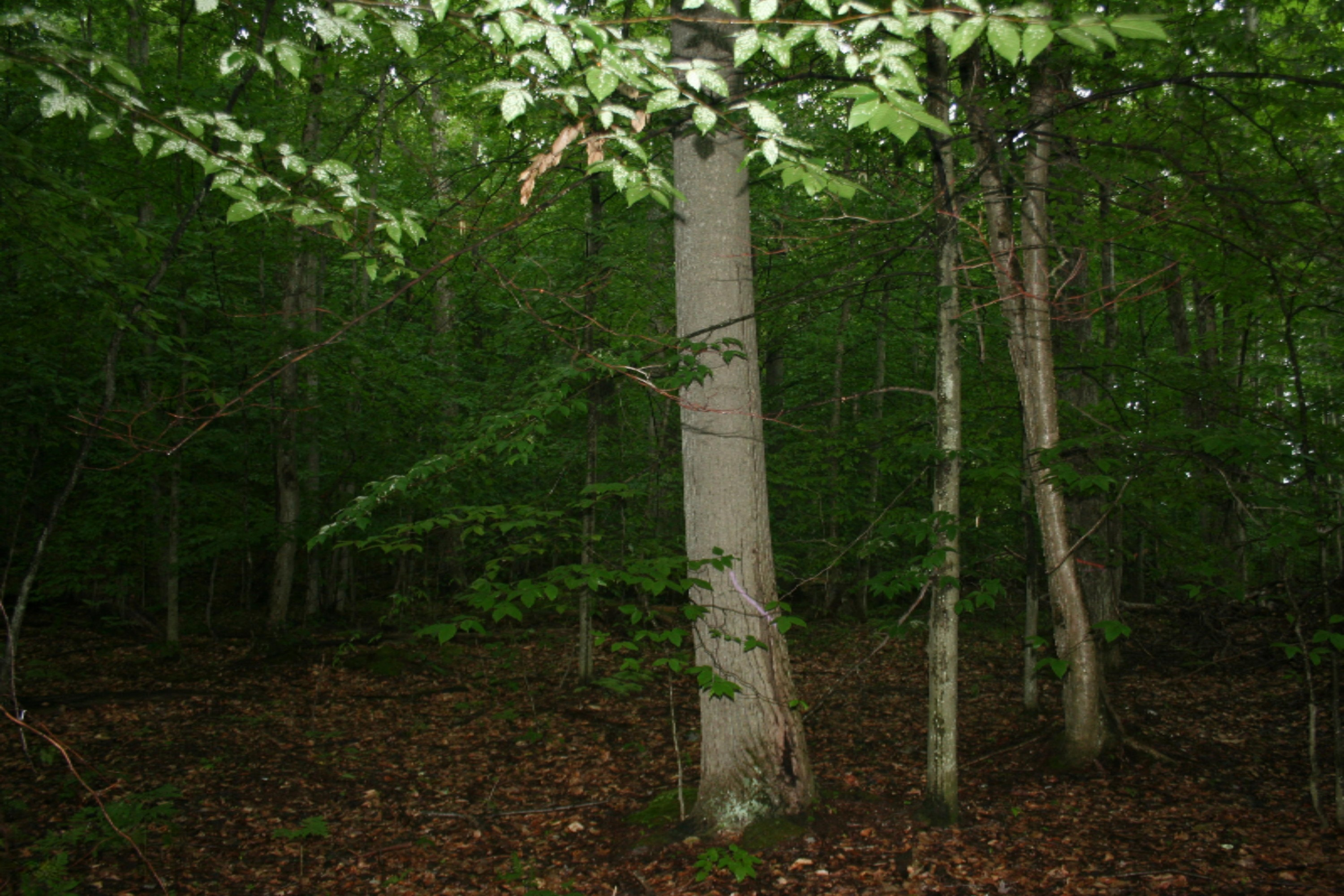Jefferson Road Pentwater, MI 49449 - Photo 17 of 32 IMG_2400