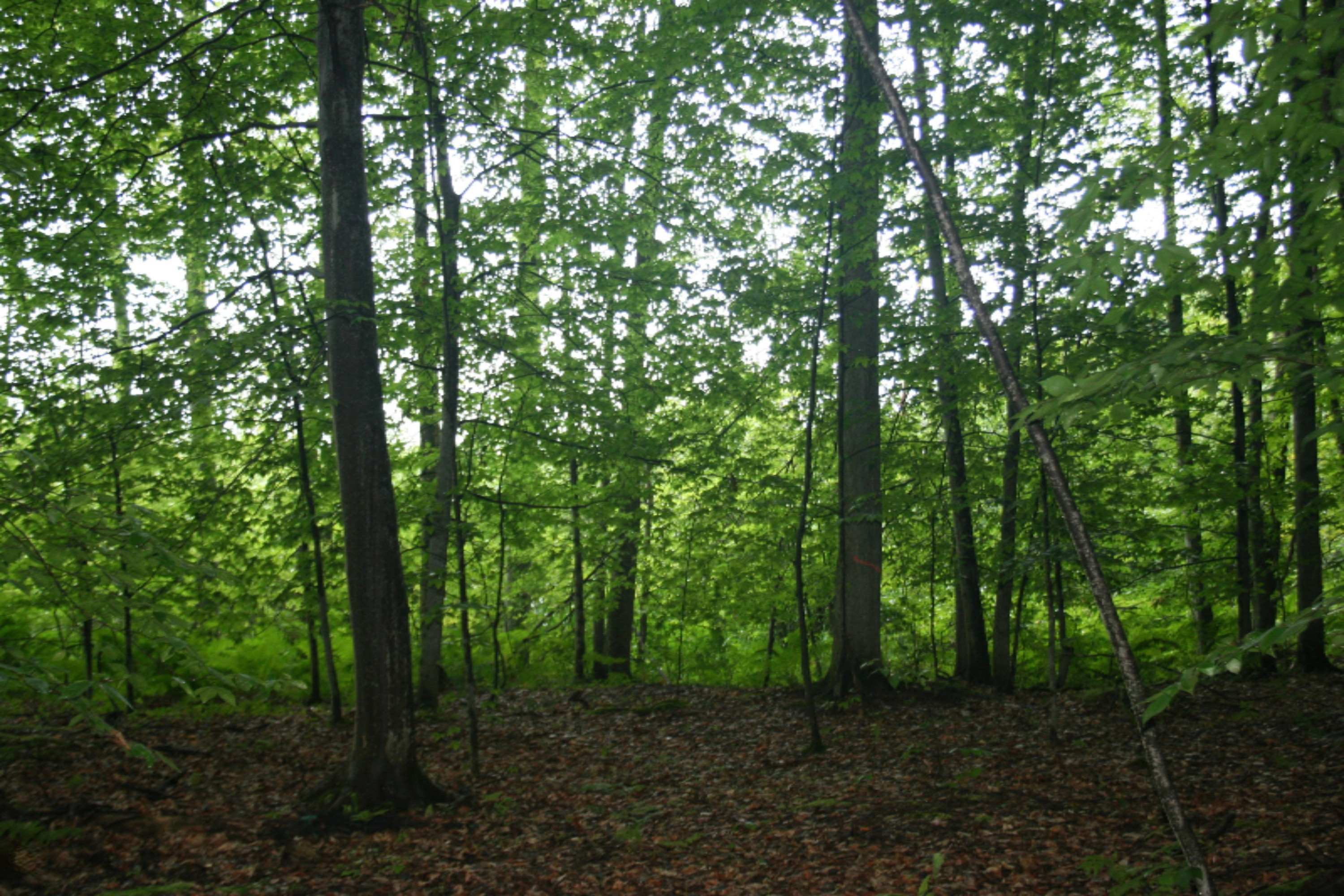 Jefferson Road Pentwater, MI 49449 - Photo 19 of 32 IMG_2402