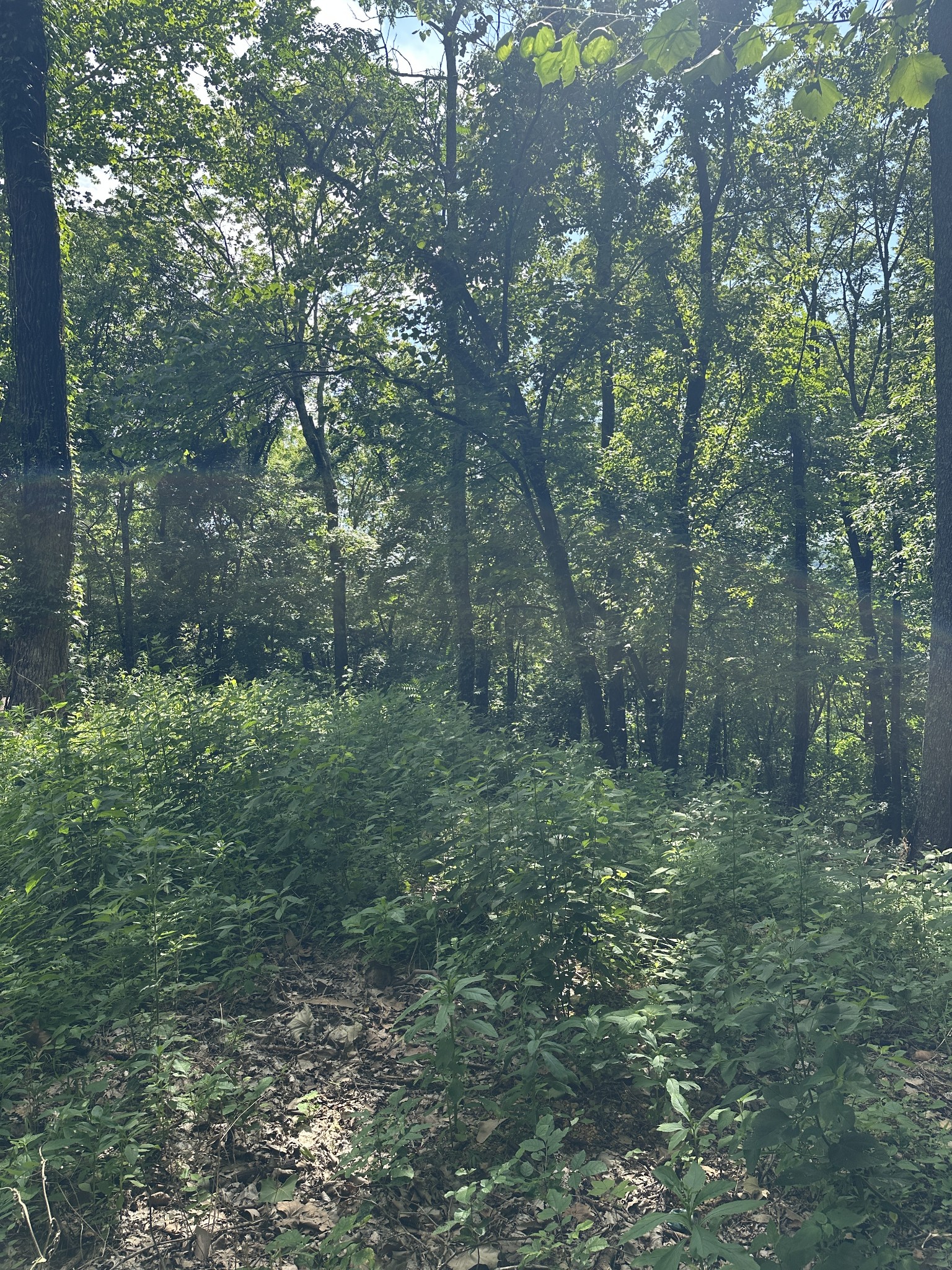 322 Stoneybrook Road Columbia, TN 38401 - Photo 3 of 6 a view of a lush green forest