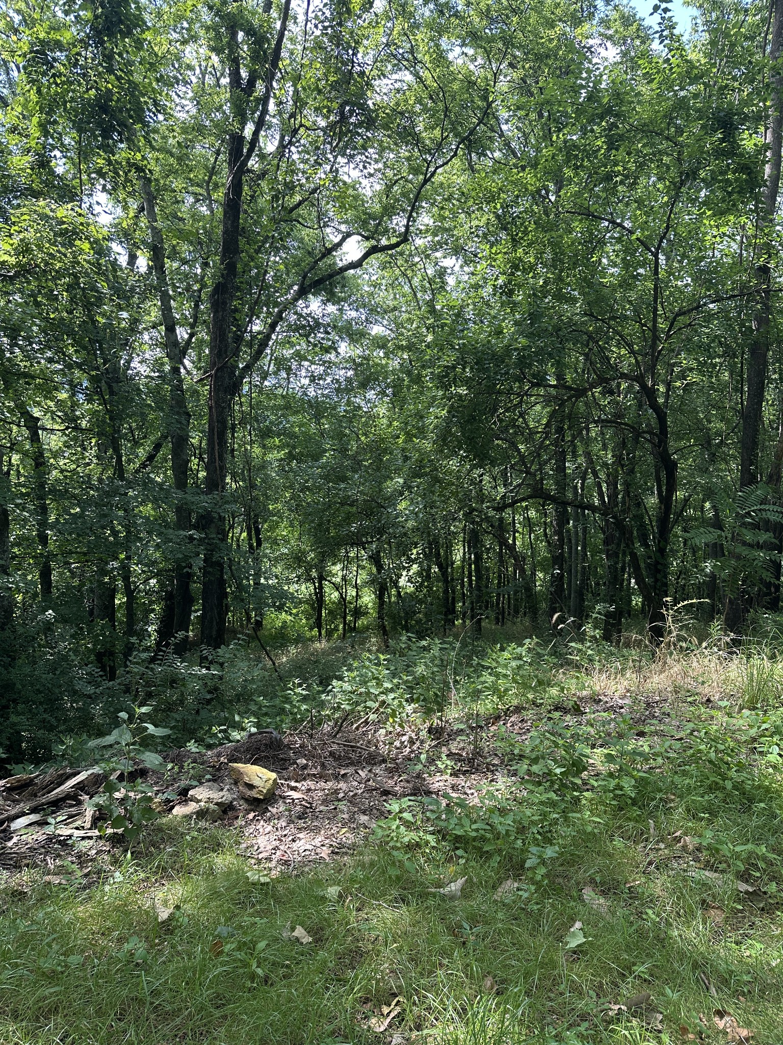 322 Stoneybrook Road Columbia, TN 38401 - Photo 5 of 6 a big yard with lots of green space and deers