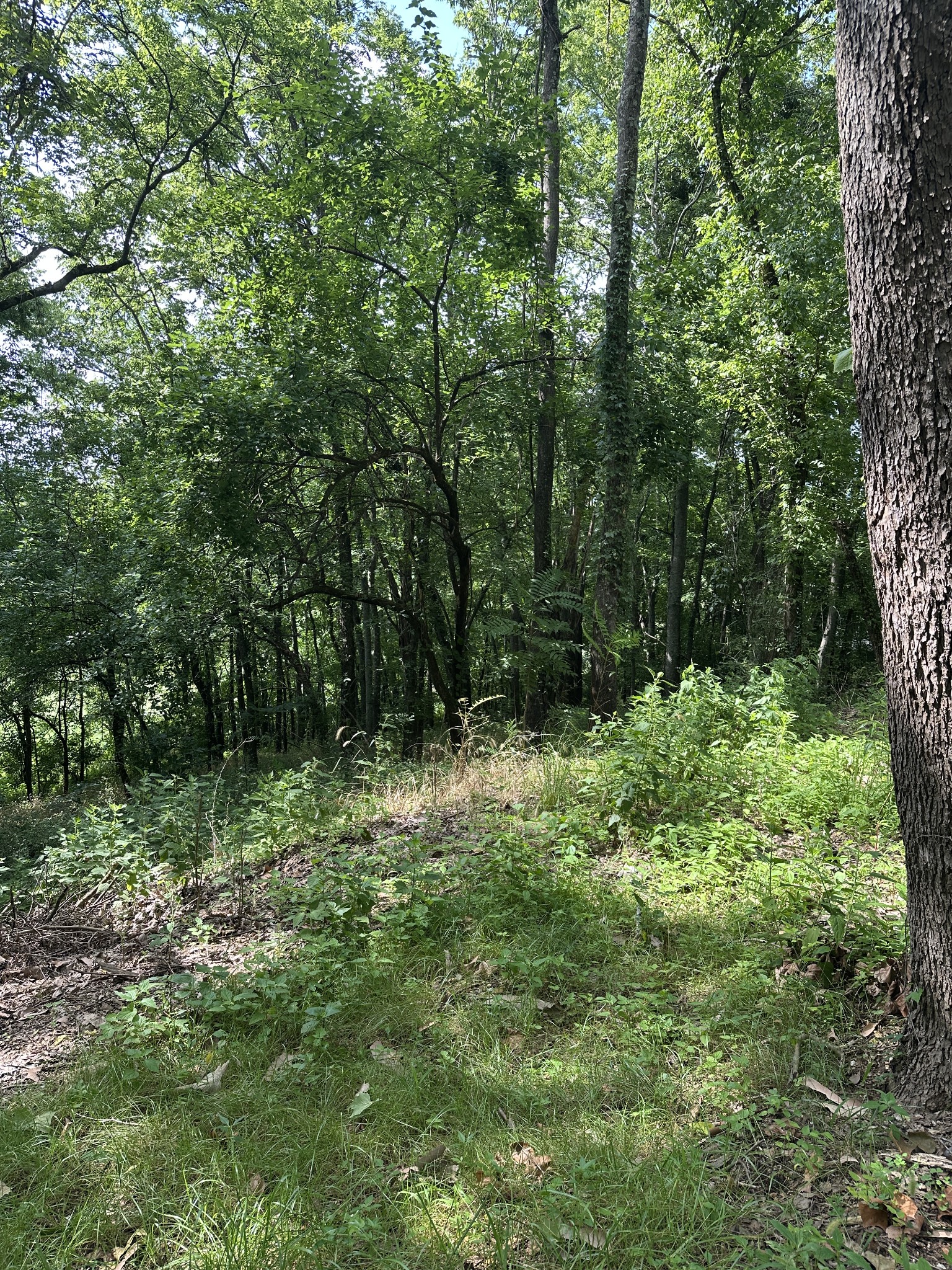 322 Stoneybrook Road Columbia, TN 38401 - Photo 6 of 6 a big yard with lots of green space and deers