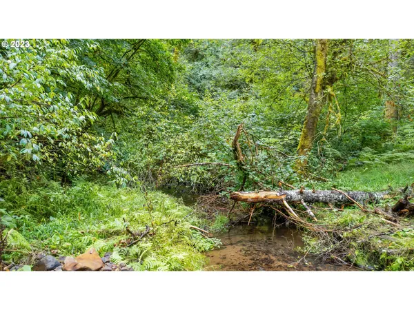 a open area with lots of trees