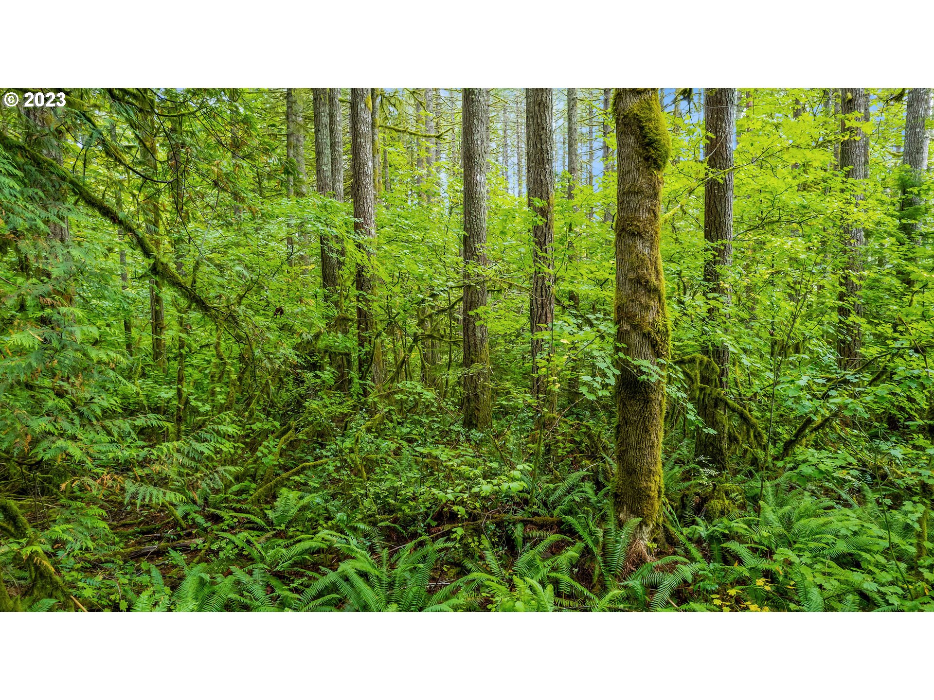 0 Northwest Green Mountain Road Banks, OR 97106 - Photo 21 of 35