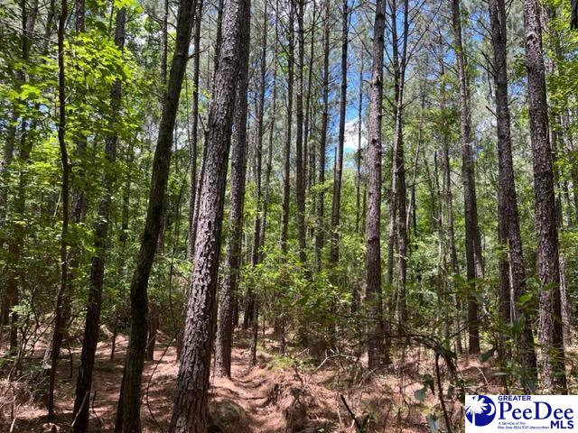 804 Floyds Road Darlington, SC 29540 - Photo 3 of 3 Gallery Image 3