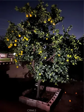 a view of a tree with flower in a garden