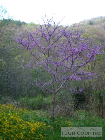 838 Norris Creek Road Boone, NC 28607 - Photo 7 of 10 a view of a yard with a tree