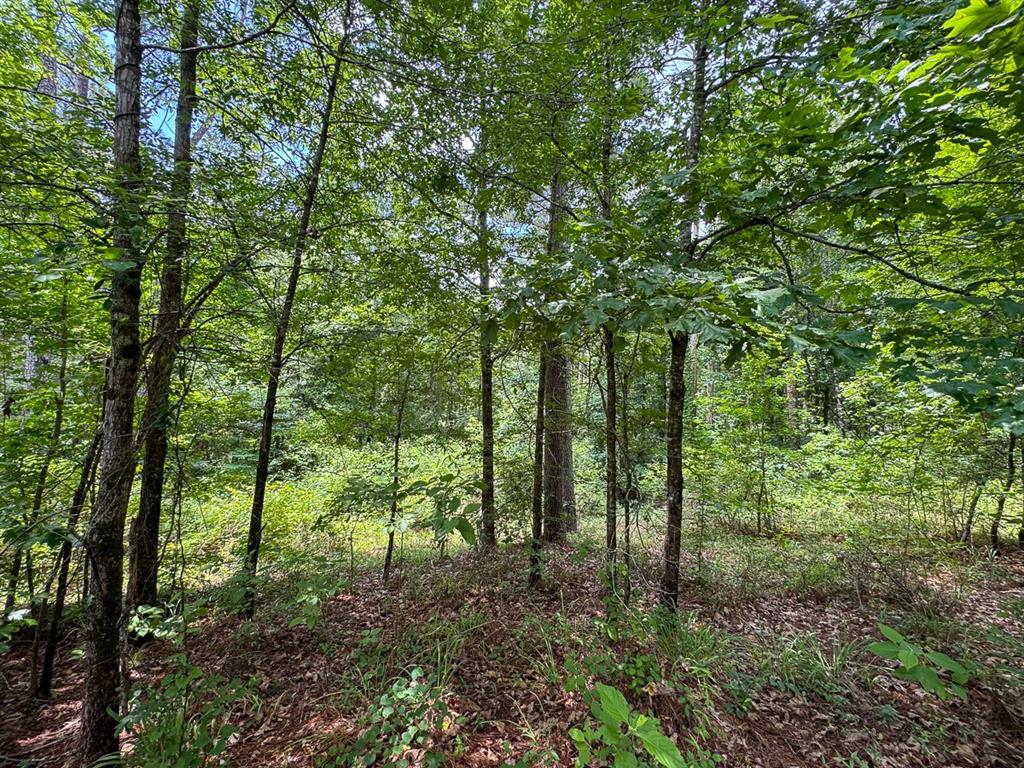 2 Posey Webb Camp Road Jonesville, LA 71343 - Photo 6 of 13