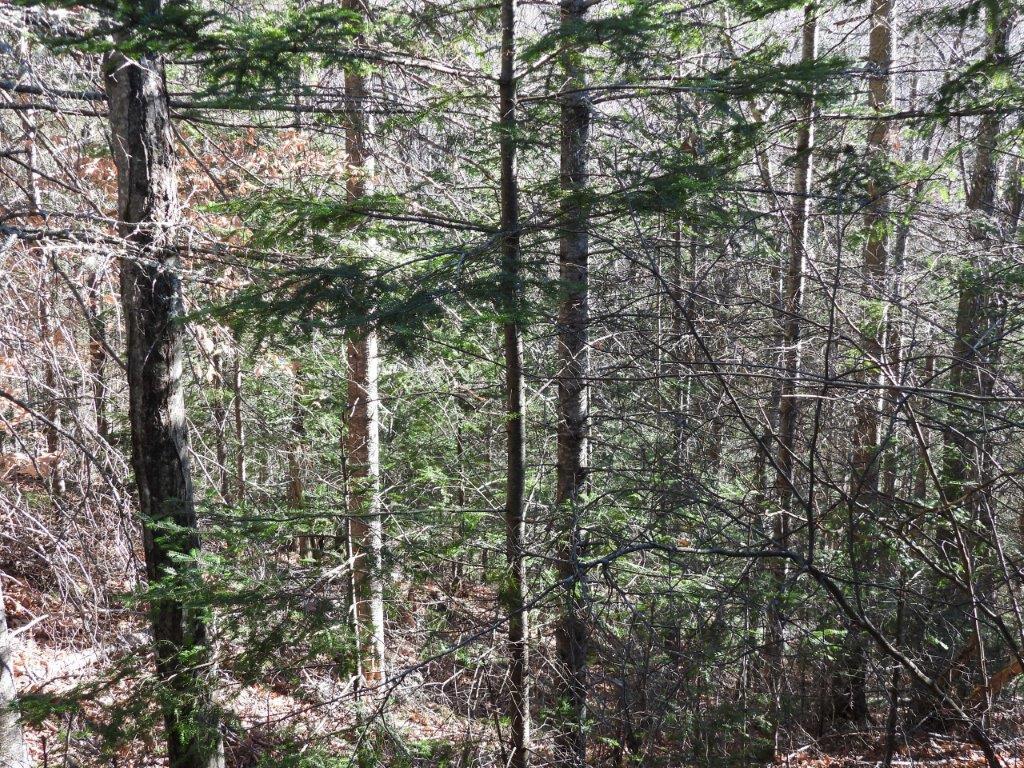 173 O Toole Road Keene, NY 12942 - Photo 8 of 50 Gallery Image 8