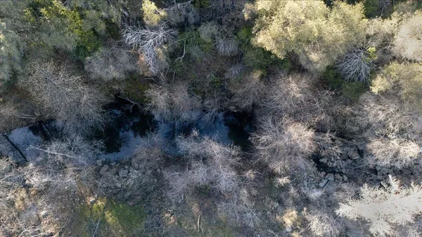 a view of a park with large trees