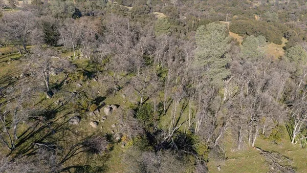 a view of a forest with a tree