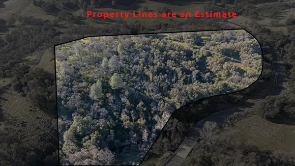 a view of a tree with a tree