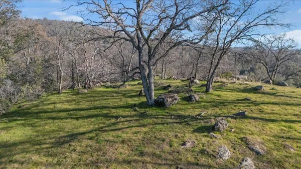a view of a park with large trees