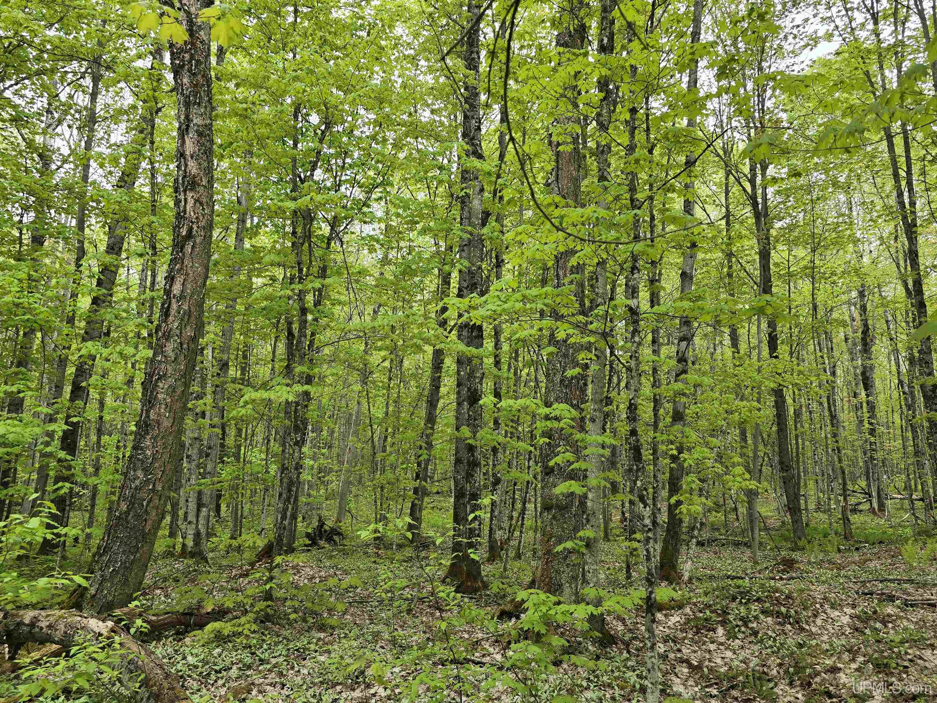 Lot 37 Yellow Road Pelkie, MI 49958 - Photo 23 of 34
