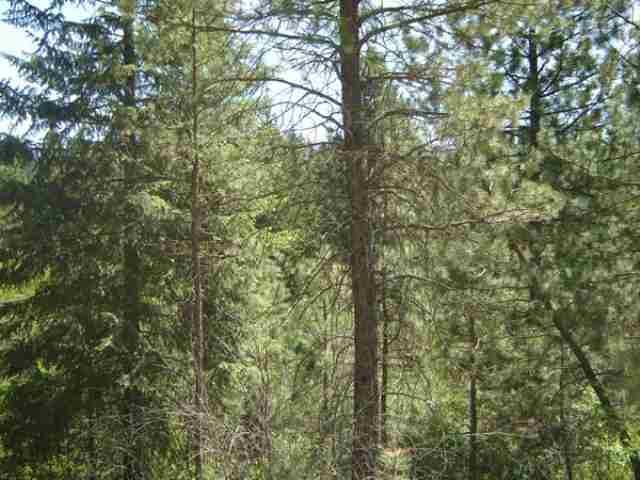 0 Huffman Road, Unit D Valley, WA 99181 - Photo 3 of 5