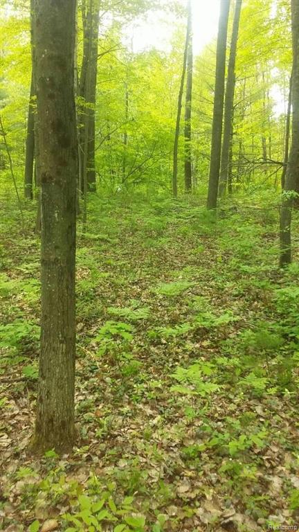 0 Birchview Trail Alger, MI 48610 - Photo 3 of 3 Gallery Image 3