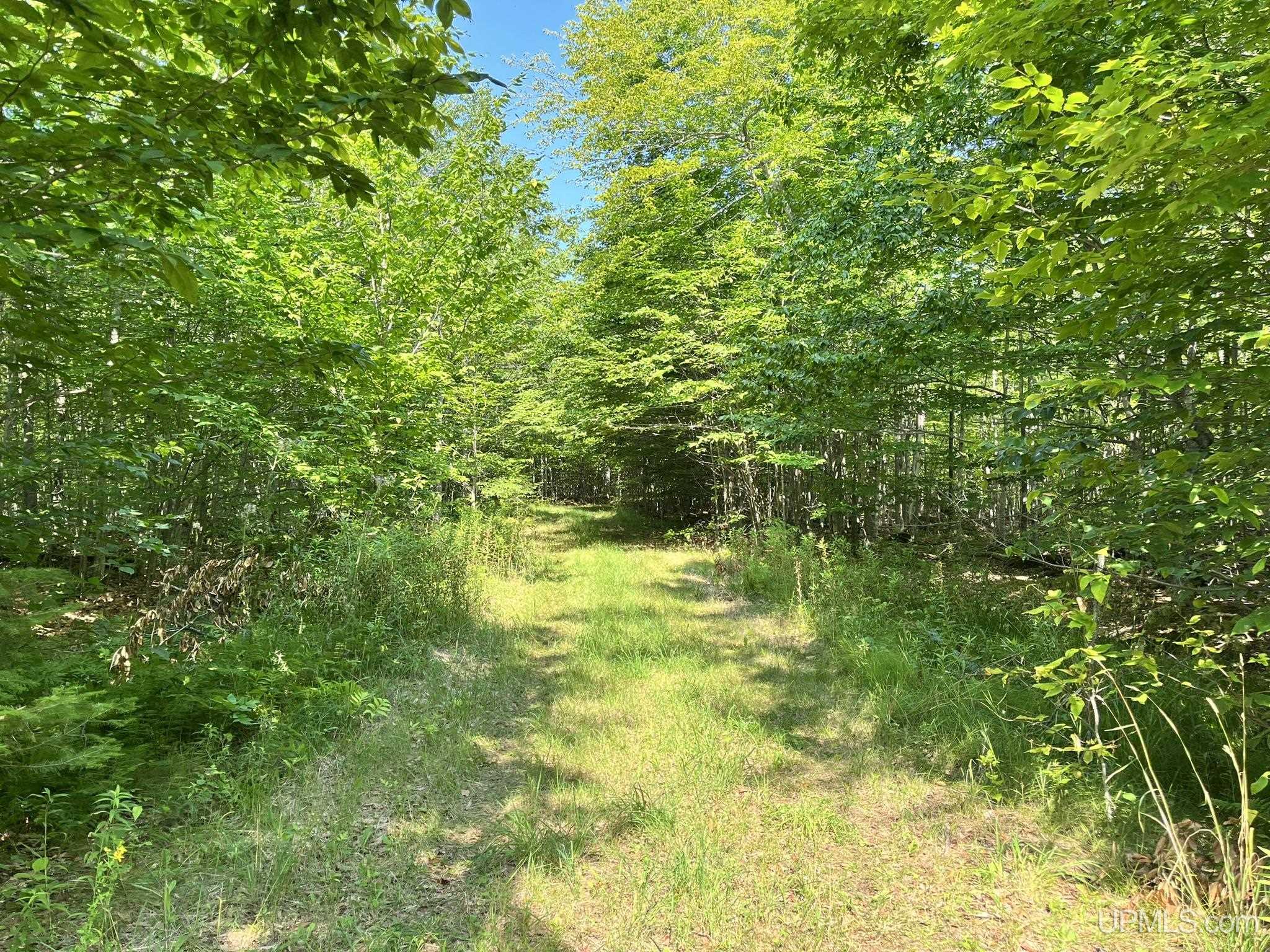 Tbd Neazor Point Road South Germfask, MI 49836 - Photo 16 of 27 Gallery Image 16